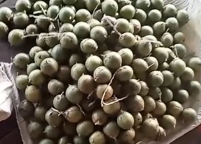 Tucumã, O tucumã, um fruto amazônico de sabor único, está ganhando destaque entre especialistas em saúde e bem-estar. Este superalimento, rico em nutrientes essenciais, vem se mostrando um aliado poderoso no processo de envelhecimento saudável. Seja pela sua polpa vibrante ou pelo versátil caroço, o tucumã oferece benefícios surpreendentes para jovens, adultos e idosos., Óleo de tucumã, Fruto amazônico, em, Comidas e Bebidas 