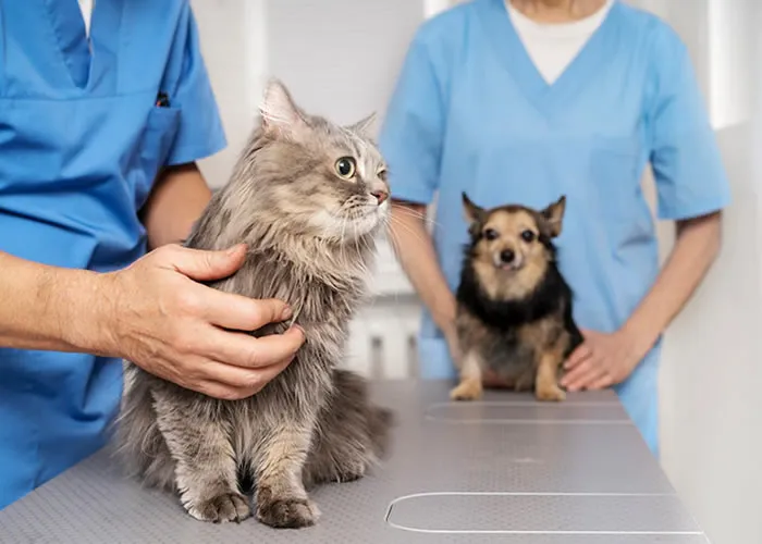 Concurso Controle de Animais