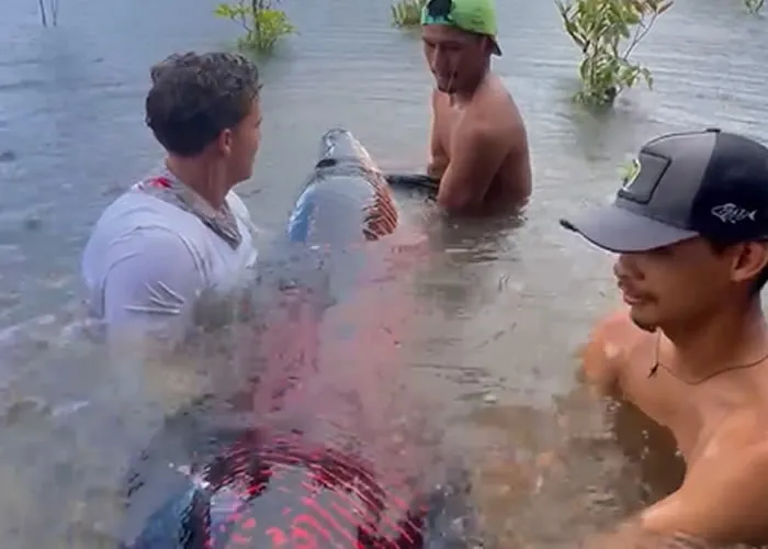 Preservação do Pirarucu, O pirarucu ( Arapaima gigas), conhecido como um dos maiores peixes de água doce do mundo, é um verdadeiro tesouro da biodiversidade amazônica. Contudo, a espécie está ameaçada pela pesca predatória e pela degradação de seu habitat natural.  Na região Amazônica existe muitas pessoas que lutam e que fazem de tudo pela preservação da espécie. , Sustentabilidade na Amazônia, , em, Viagens e Turismo