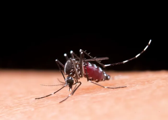 Aedes aegypti é o nome científico de um mosquito ou pernilongo cuja característica que o diferencia dos demais mosquitos é a presença de listras brancas no tronco, cabeça e pernas.

É um mosquito doméstico, que vive dentro ou ao redor de domicílios ou de outros locais frequentados por pessoas, como estabelecimentos comerciais, escolas ou igrejas, por exemplo. Tem hábitos preferencialmente diurnos e alimenta-se de sangue humano, sobretudo ao amanhecer e ao entardecer. Mas ele também pode picar à noite? Sim. Ele não deixa a oportunidade passar.



Por ser um mosquito que vive perto do homem, sua presença é mais comum em áreas urbanas e a infestação é mais intensa em regiões com alta densidade populacional - principalmente, em áreas das cidades com ocupação desordenada, onde as fêmeas têm mais oportunidades para alimentação e mais criadouros para desovar.

A infestação do mosquito é sempre mais intensa em razão de água acumulada e de altas temperaturas – fatores que propiciam a eclosão de ovos do mosquito. Para evitar esta situação, é preciso adotar medidas permanentes para o controle do vetor, durante todo o ano, a partir de ações preventivas de eliminação de focos do vetor. Como o mosquito tem hábitos domésticos, essa ação depende sobretudo do empenho de toda a população.


Como eliminar o Aedes aegypti

Para evitar ou reduzir a transmissão da dengue, chikungunya e Zika enquanto não há tratamento ou vacina específicos, a estratégia mais efetiva para a saúde pública é o controle vetorial que se dá a partir de atividades para vigilância entomológica (monitoramento) e por diferentes métodos para controle do mosquito Aedes aegypti, vetor das doenças.


Mobilização para evitar o Aedes aegypti

Convoque sua família e seus vizinhos para essa batalha! Depende de todos. A mobilização da sociedade é fundamental para eliminar o mosquito Aedes aegypti. A união, estados, municípios e toda a sociedade devem trabalhar juntos para a eliminação de criadouros do mosquito Aedes aegypti.

A orientação é dedicar alguns minutos de um dia para eliminar os focos do Aedes. A participação social é fundamental para vencer a luta contra o mosquito transmissor dos vírus da dengue, chikungunya e Zika. A realização de mutirões comunitários é uma forma de envolver, mobilizar e engajar a população na luta contra o Aedes aegypti .

Uma vistoria rápida de 10 minutos é uma ação simples que pode interromper o ciclo de vida do mosquito. Acesse o material orientador 10 minutos contra o Aedes e faça você a vistoria em sua casa.

Para ajudar, o Ministério da Saúde elaborou uma lista com orientações para grupos interessados em realizar mutirões:

    Convide poder público, setor privado e organizações sociais para ampliar adesão.

    Aproveite redes sociais, carro de som e outros meios de comunicação para mobilização da vizinhança.

    Agentes de endemias, agentes comunitários e outros profissionais que trabalham na eliminação dos focos devem participar apoiando as ações, principalmente se houver necessidade de ação química.

    Utilize equipamento de proteção individual nas atividades de limpeza.



Como eliminar os principais tipos de criadouro do mosquito

    Certificar que caixa d’água e outros reservatórios de água estejam devidamente tampados.
    Retirar folhas ou outro tipo de sujeira que pode gerar acúmulo de água nas calhas.
    Guardar pneus em locais cobertos.
    Guardar garrafas com a boca virada para baixo.
    Realizar limpeza periódica em ralos, canaletas e outros tipos de escoamentos de água.
    Limpar e retirar acúmulo de água de bandejas de ar-condicionado e de geladeiras.
    Lavar as bordas dos recipientes que acumulam água com sabão e escova/bucha.
    Jogar as larvas na terra ou no chão seco.
    Para grandes depósitos de água e outros reservatórios de água para consumo humano é necessária a presença de agente de saúde para aplicação do larvicida.
    Utilizar areia nos pratos de vasos de plantas ou realizar limpeza semanal.
    Retirar água e fazer limpeza periódica em plantas e árvores que podem acumular água, como bambu e bromélias.
    Guardar baldes com a boca virada para baixo.
    Esticar lonas usadas para cobrir objetos, como pneus e entulhos.
    Manter limpas as piscinas.
    Guardar ou jogar no lixo os objetos que pode acumular água: tampas de garrafa, folhas secas, brinquedos
    Em recipientes com larvas onde não é possível eliminar ou dar a destinação adequada, colocar produtos de limpeza (sabão em pó, detergente, desinfetante e cloro de piscina) e inspecionar semanalmente o recipiente, desde que a água não seja destinada a consumo humano ou animal. Importante solicitar a presença de agente de saúde para realizar o tratamento com larvicida.


, Pesquisa Mosquito da Dengue, Já Contraiu a Doença? e Impacto da Doença no Brasil, em, Brasil