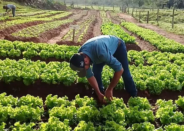 Financiamento para Agricultura