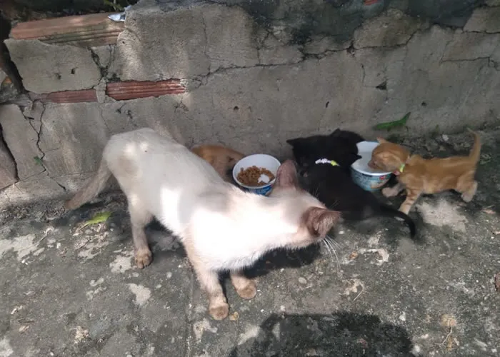 Adoção de animais, Essa escolha traz consigo uma transformação profunda, tanto para o animal quanto para a família que o recebe. Ao longo dos anos, percebi que a adoção de animais vai muito além da simples responsabilidade de dar comida e abrigo; ela envolve, principalmente, a criação de uma conexão emocional que pode mudar para sempre a vida de todos os envolvidos. 

Veja a a importância de adotar um animal doméstico, como essa decisão pode impactar positivamente a sociedade e o papel de cada um de nós nesse processo de acolhimento., Impacto social, , em, Animais de Estimação