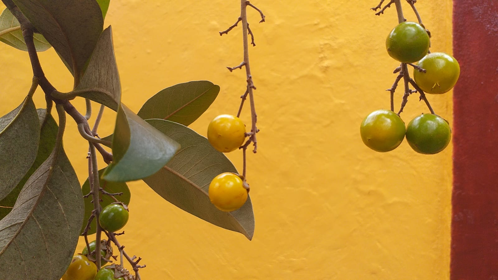 Murici, O murici é uma fruta tropical de cor amarela intensa, típica da região do Cerrado brasileiro. Com seu sabor único, que mistura notas ácidas e doces, esta fruta tem sido cada vez mais apreciada tanto pela gastronomia quanto pelas propriedades medicinais que possui. Ela é rica em vitamina C, antioxidantes e compostos anti-inflamatórios, o que a torna um excelente aliado no combate a doenças e no fortalecimento do sistema imunológico.

Historicamente, o murici tem sido cultivado e consumido por povos indígenas, que já reconheciam seu valor tanto alimentar quanto terapêutico. Embora fosse bastante comum nas comunidades rurais, foi um tanto esquecida nas últimas décadas devido ao avanço da agricultura moderna. No entanto, nos últimos anos, há um movimento crescente para resgatar o uso do murici, não só pelo seu sabor exótico, mas também pelos benefícios para a saúde.

O mercado de alimentos saudáveis tem se beneficiado dessa redescoberta, com muitos chefs e nutricionistas adotando o murici como ingrediente-chave em receitas criativas. Seu uso em sucos, geleias, doces e até em pratos salgados está ganhando cada vez mais espaço, especialmente nas feiras gastronômicas de produtos regionais.

Seja consumido in natura ou transformado em ingredientes como polpas ou concentrados, o murici é, sem dúvida, uma fruta que traz frescor e inovação para a alimentação moderna., Cerrado, Fruta Tropical, em, Saúde e Beleza