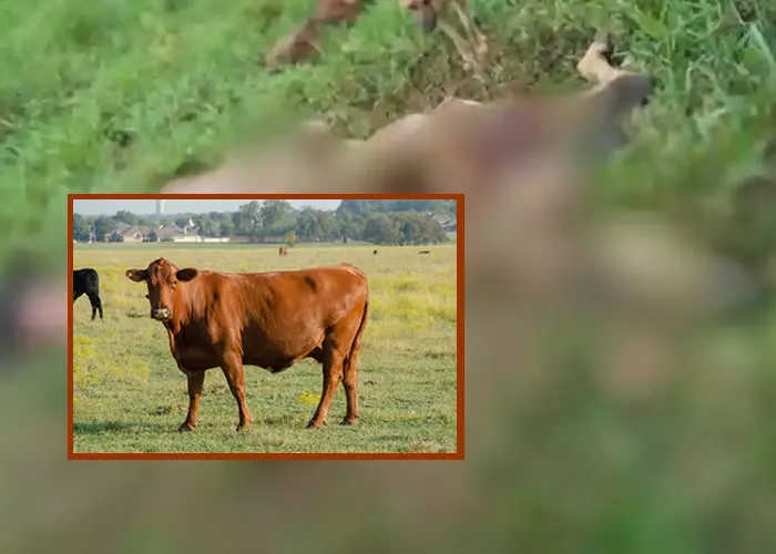 Perícia concluiu que, pelos cortes feitos na vaca, o crime teria sido cometido por alguém com técnica para desossar o animal, possivelmente para vender a carne.

Uma vaca foi abatida por criminosos que invadiram uma fazenda em Patrocínio, no Alto Paranaíba, NO DOMINGO (8/1). A Polícia Militar informou que eles retiraram toda a carne do animal, deixando apenas os ossos e vísceras no local do crime. Nenhum deles foi identificado.
 
Segundo a PM, o caseiro informou que durante a madrugada escutou o momento em que os cães da fazenda começaram a latir, mas, como chovia bastante na região, não saiu da casa para ver o que acontecia. 
 
Na manhã seguinte, ao localizar as vacas da fazenda, sentiu falta de uma delas. Procurando pelo pasto, encontrou o animal morto.
 
Segundo o caseiro, os autores podem ter invadido a fazenda e estavam em um veículo, pois para carregar toda a carne seria necessário um meio de transporte.
 
A perícia verificou que pelos cortes feitos na vaca para retirar a carne, seria alguém que possui técnica para desossar o animal, possivelmente para vender a carne.
 
O caseiro informou que a propriedade rural não possui câmeras. Mas as investigações para identificar os autores continuam, informou a polícia. 
, Receitas incríveis, Portal Food Service e Espetos de Giro Automático, em, Brasil