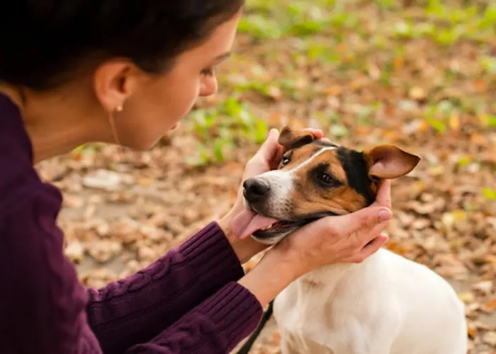 O banho e o asseio de seu animal é benéfico para a saúde, higiene e bem-estar dele. Descubra por que acompanhar estas rotinas de cuidados necessários fará o mundo da diferença para você e par a seu pet.

Banhe seu cão antes de se preparar;

Use uma garrafa de água pulverizada para molhar o pêlo;

Bombeie o volume com shampoo para animais domésticos;

Ensaboar, enxaguar, repetir;

Secar seu cão após o banho;

Escolha a escova certa para seu cão;

Escova na direção do crescimento das peles;

 Limpe os olhos e ouvidos de seu cão suavemente;

Use uma escova de dentes, pasta de dentes e tratamentos dentários para limpar seus dentes;
Aparar suas unhas regularmente;

Mantenha seu animal de estimação limpo e confortável.

Mantenha seu animal de estimação com ótima aparência e sensação com serviços de banho, asseio e unhas, produtos de higiene de alta qualidade e nutritivos ajudam seu animal de estimação a aparecer e cheirar o melhor possível. 

Outra dica e você Investir em um pincel adequado.

Aprenda a escovar seu gato corretamente: Prevenir os emaranhados com o shampoo adequado,  escove o pelo seco e molhado de maneira diferente,  pitei de forma diferente: Usar a quantidade certa de pressão.

sempre esteja  atento ao nível de estresse do seu gato.

O banho não é importante apenas para o asseio, mas também para fortalecer a ligação com seu animal de estimação.

Escove seu cão ou gato regularmente.

Não se esqueça dos cuidados dentários, acompanhe sempre  o tratamento de pulgas e carrapatos.

Não se esqueça dos cuidados dentários, verificar o ouvido em busca de infecção: Cuide das necessidades de saúde mental do seu animal de estimação, não deixe de dar importância de verificar  semanalmente as unhas do seu animal de estimação.

O asseio regular do seu pet ajudarão a manter seu animal de estimação saudável e feliz.
, Pós veterinária, Vagas pet shop e Pet shop 24hs, em, Brasil