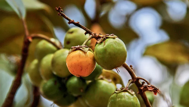 Murici, O murici é uma fruta tropical de cor amarela intensa, típica da região do Cerrado brasileiro. Com seu sabor único, que mistura notas ácidas e doces, esta fruta tem sido cada vez mais apreciada tanto pela gastronomia quanto pelas propriedades medicinais que possui. Ela é rica em vitamina C, antioxidantes e compostos anti-inflamatórios, o que a torna um excelente aliado no combate a doenças e no fortalecimento do sistema imunológico.

Historicamente, o murici tem sido cultivado e consumido por povos indígenas, que já reconheciam seu valor tanto alimentar quanto terapêutico. Embora fosse bastante comum nas comunidades rurais, foi um tanto esquecida nas últimas décadas devido ao avanço da agricultura moderna. No entanto, nos últimos anos, há um movimento crescente para resgatar o uso do murici, não só pelo seu sabor exótico, mas também pelos benefícios para a saúde.

O mercado de alimentos saudáveis tem se beneficiado dessa redescoberta, com muitos chefs e nutricionistas adotando o murici como ingrediente-chave em receitas criativas. Seu uso em sucos, geleias, doces e até em pratos salgados está ganhando cada vez mais espaço, especialmente nas feiras gastronômicas de produtos regionais.

Seja consumido in natura ou transformado em ingredientes como polpas ou concentrados, o murici é, sem dúvida, uma fruta que traz frescor e inovação para a alimentação moderna., Cerrado, Fruta Tropical, em, Saúde e Beleza