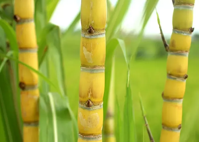 O Valor Bruto da Produção Agropecuária este ano deve alcançar 1 trilhão e duzentos bilhões de reais. 

O total previsto é 2,4% maior que o obtido em 2021.

A estimativa de janeiro indicou um crescimento real de 4,3% da produção, quase o dobro do crescimento observado em março. A estiagem no Sul do país durante os meses de plantio foi o que mais impactou os resultados.

O valor das lavouras cresceu 7,5%, e o da pecuária, sofreu uma queda de 8,5%.

Os produtos com melhor desempenho são algodão em pluma, banana, batata inglesa, café, cana-de -açúcar e feijão. Entre os produtos com pior desempenho, estão a soja e o arroz.

Na pecuária, houve redução da quantidade exportada de carne de frango e carne suína em relação ao primeiro trimestre de 2021. A Região Sul registrou as maiores quedas na produção por causa da seca. Os dados foram divulgados pelo Ministério da Agricultura, Pecuária e Abastecimento, e pela Conab, a Companhia Nacional de Abastecimento., Simulador Online e Crédito , Empréstimo capital de giro BNDS e Crédito emergencial para empresas, em, Brasil