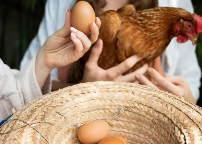 Cozinha Prática, O ovopode ser incluído em uma dieta equilibrada para ajudar na perda de peso e no controle da gordura abdominal. Aqui estão algumas razões pelas quais o ovo pode ser benéfico.

Proteína Os ovos são uma excelente fonte de proteína de alta qualidade. A proteína é importante para a construção e manutenção da massa muscular, o que, por sua vez, pode ajudar a acelerar o metabolismo e a queimar mais calorias.

Saciedade

A proteína e a gordura saudável nos ovos podem ajudar a aumentar a sensação de saciedade, reduzindo o desejo por lanches não saudáveis e controlando a ingestão calórica total.

Baixas Calorias

Os ovos são relativamente baixos em calorias, tornando-os uma opção saudável para adicionar à sua dieta quando se está tentando perder peso.

Nutrientes Essenciais

Os ovos contêm uma variedade de nutrientes essenciais, como vitaminas B, colina e antioxidantes como a luteína e a zeaxantina.

, Ebook de receitas, Curso Nutrição, em, Saúde e Beleza