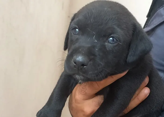 Adoção de animais, Essa escolha traz consigo uma transformação profunda, tanto para o animal quanto para a família que o recebe. Ao longo dos anos, percebi que a adoção de animais vai muito além da simples responsabilidade de dar comida e abrigo; ela envolve, principalmente, a criação de uma conexão emocional que pode mudar para sempre a vida de todos os envolvidos. 

Veja a a importância de adotar um animal doméstico, como essa decisão pode impactar positivamente a sociedade e o papel de cada um de nós nesse processo de acolhimento., Impacto social, , em, Animais de Estimação