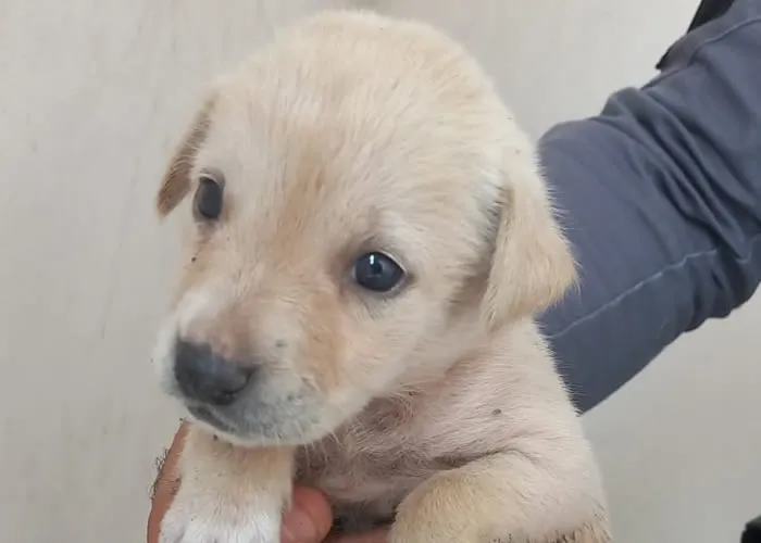 Adoção de animais, Essa escolha traz consigo uma transformação profunda, tanto para o animal quanto para a família que o recebe. Ao longo dos anos, percebi que a adoção de animais vai muito além da simples responsabilidade de dar comida e abrigo; ela envolve, principalmente, a criação de uma conexão emocional que pode mudar para sempre a vida de todos os envolvidos. 

Veja a a importância de adotar um animal doméstico, como essa decisão pode impactar positivamente a sociedade e o papel de cada um de nós nesse processo de acolhimento., Impacto social, , em, Animais de Estimação