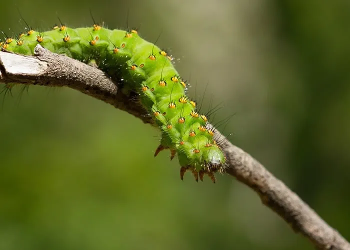 Lagartas perigosas, Com a chegada do verão, os dias ensolarados e quentes trazem não apenas momentos de lazer, mas também alguns riscos escondidos na natureza. 

Entre eles, o aumento de acidentes causados por lagartas, pequenas criaturas que, embora pareçam inofensivas, podem representar um perigo significativo para humanos e plantas. Vamos compreender seus impactos e aprender como lidar com elas de forma segura.


, Controle de lagartas, Acidentes com lagartas, em, Casa e Jardim