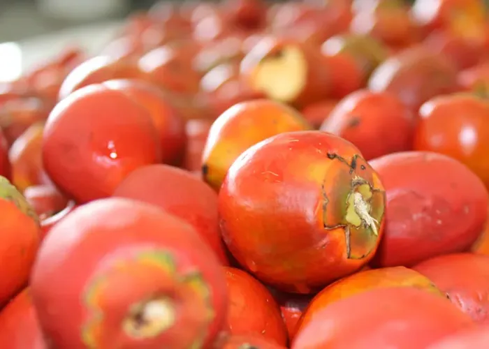 Pupunha na alimentação