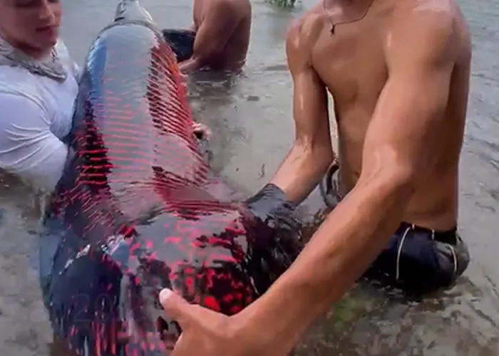 Preservação do Pirarucu, O pirarucu ( Arapaima gigas), conhecido como um dos maiores peixes de água doce do mundo, é um verdadeiro tesouro da biodiversidade amazônica. Contudo, a espécie está ameaçada pela pesca predatória e pela degradação de seu habitat natural.  Na região Amazônica existe muitas pessoas que lutam e que fazem de tudo pela preservação da espécie. , Sustentabilidade na Amazônia, , em, Viagens e Turismo