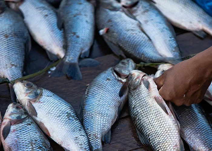 A partir de 6 de janeiro, pescadores artesanais da Região Norte começam a receber o Auxílio Extraordinário concedido pelo governo federal. 

O benefício de R$ 2.824,00 será pago em parcela única, conforme calendário divulgado pela Caixa Econômica Federal. Esta ajuda vem como um alívio para pescadores cadastrados no Seguro-Defeso, especialmente em tempos de desafios econômicos., Pescadores Artesanais, Seguro-Defeso e Sustentabilidade, em, Brasil